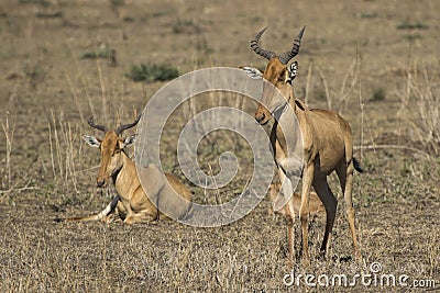 Family group Cokeâ€™s Hartebeest or Kongoni in the Serengeti Nat Stock Photo